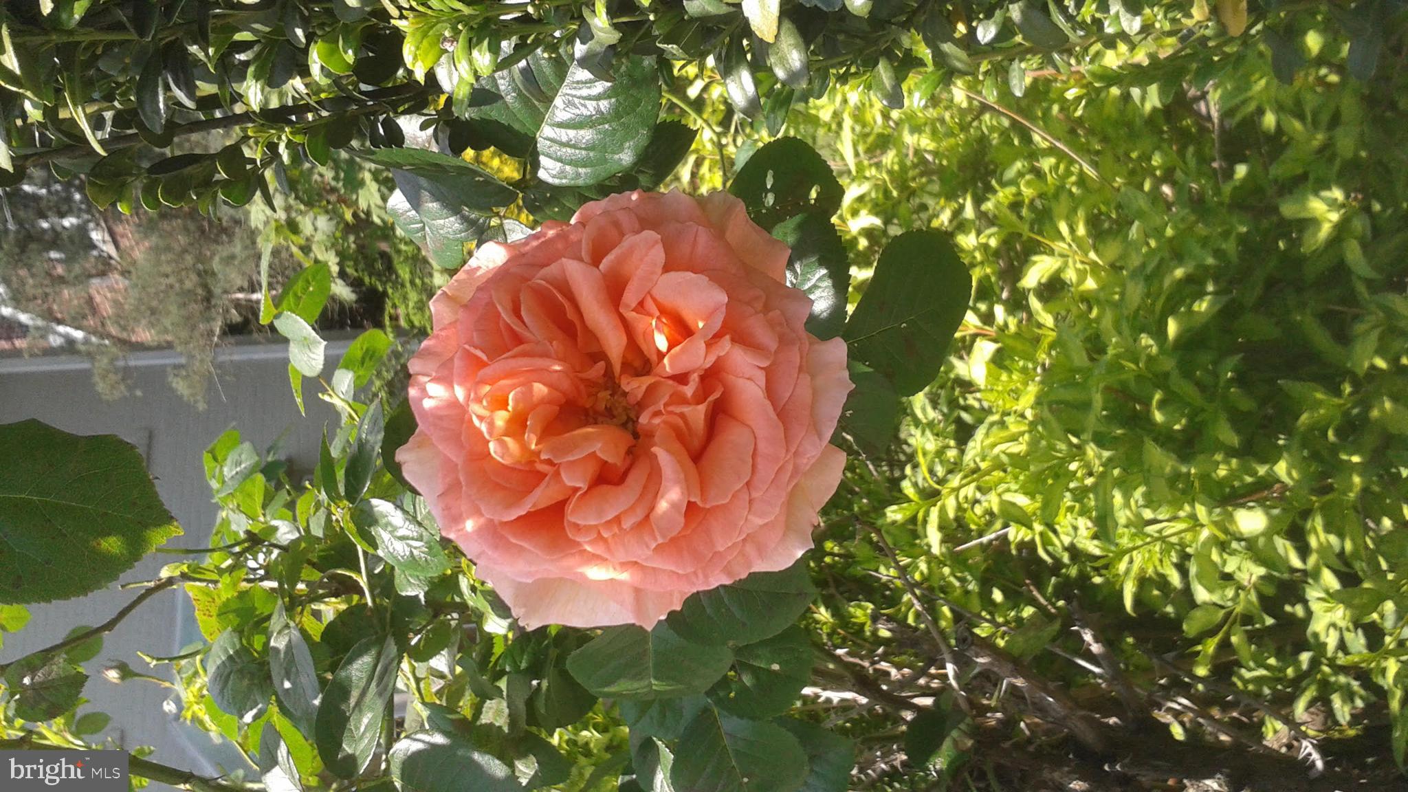 8904 Colesville Road Silver Spring, MD 20910 - Photo 78 of 94 Seasonal Garden Pictures