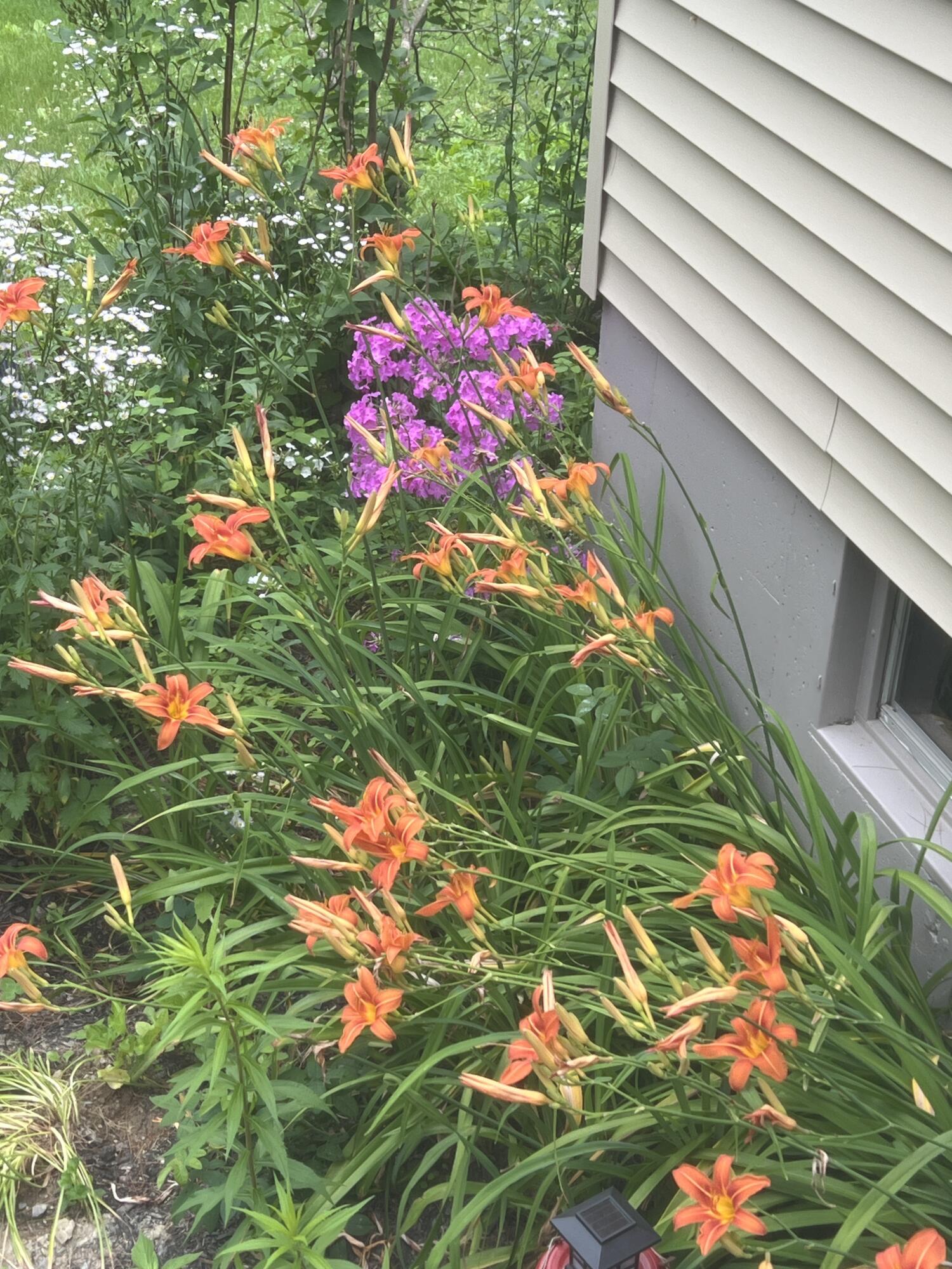 19 Riggs Road Casco, ME 04015 - Photo 22 of 50 Perrenial 1