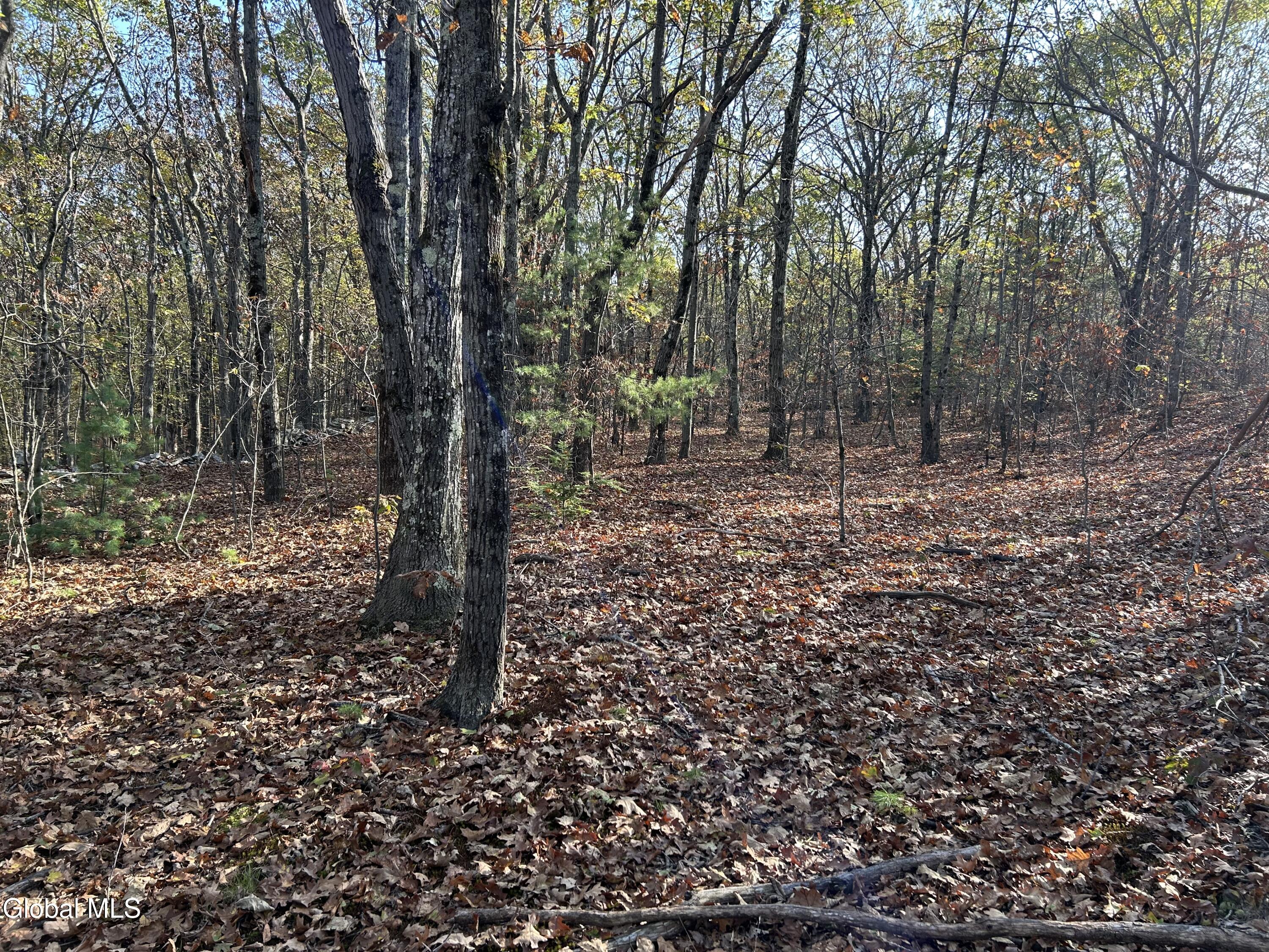 L31 Gulf Hill Road Voorheesville, NY 12186 - Photo 11 of 22 Open Forest