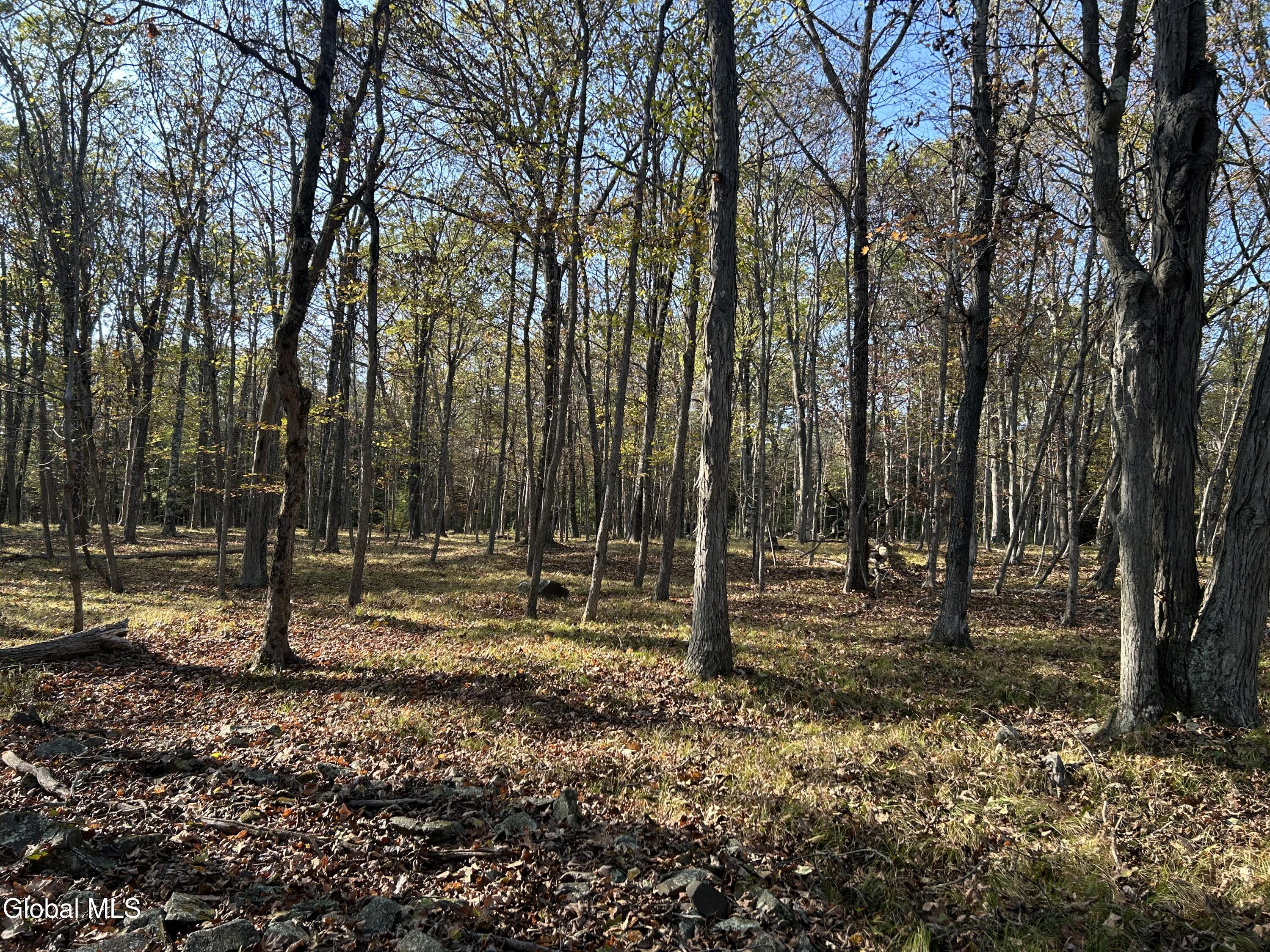 L31 Gulf Hill Road Voorheesville, NY 12186 - Photo 18 of 22 Trees and meadow grass
