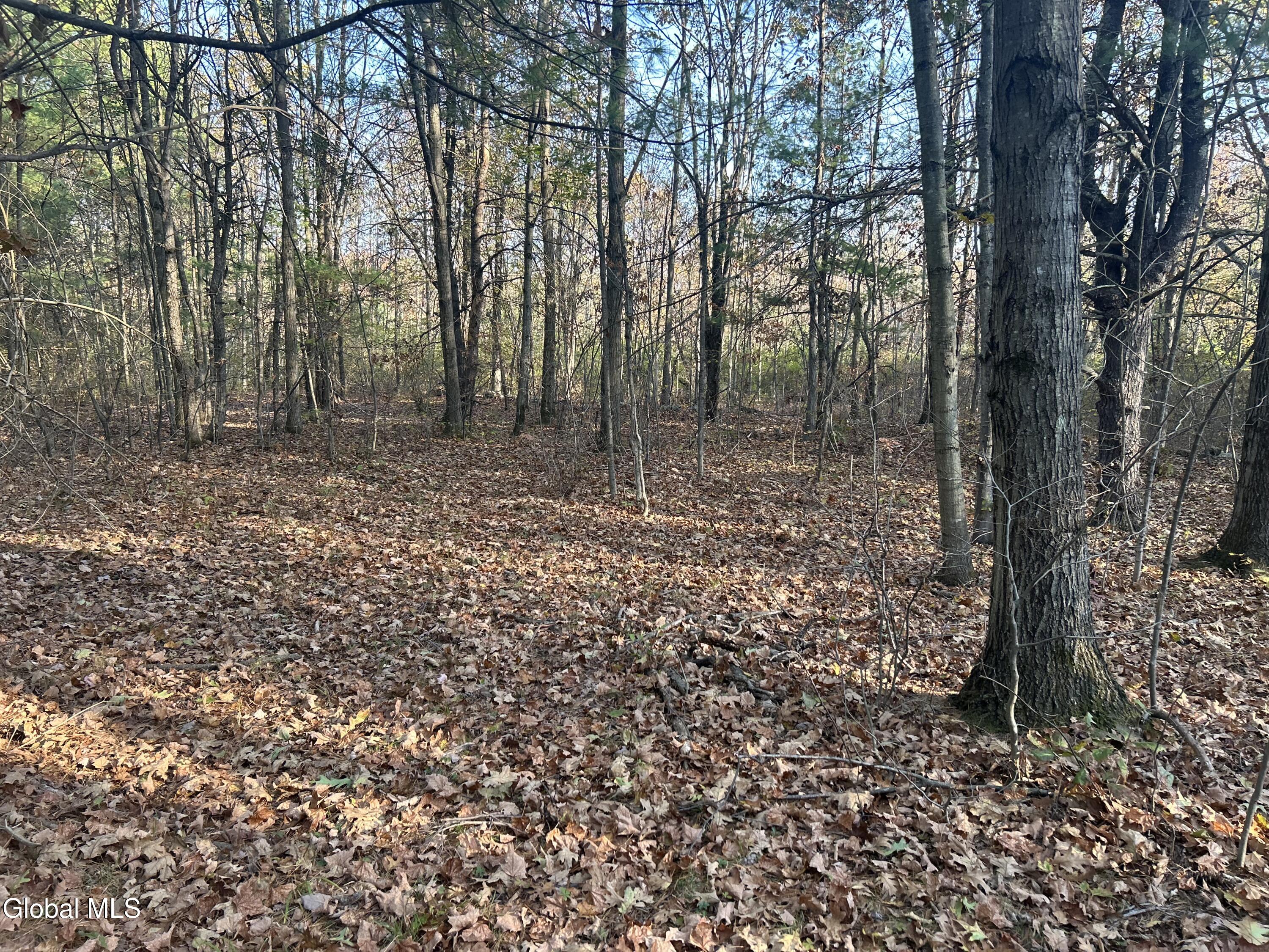 L31 Gulf Hill Road Voorheesville, NY 12186 - Photo 10 of 22 Open forest 2