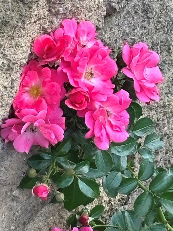 577 Surfside Drive Pittsburgh, PA 15239 - Photo 30 of 30 And roses near the front door!