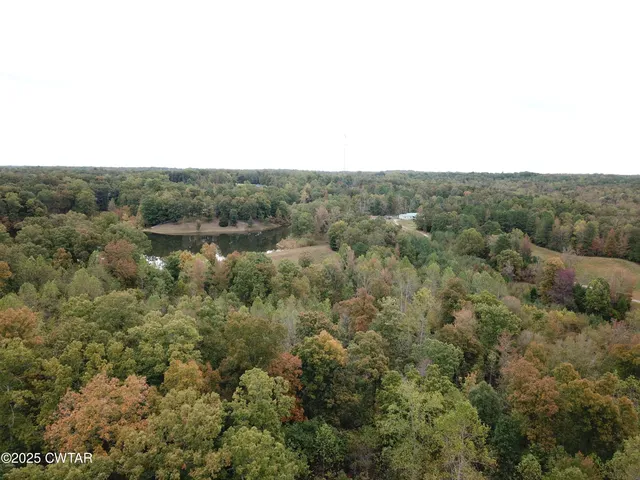 a view of a forest with trees in the background