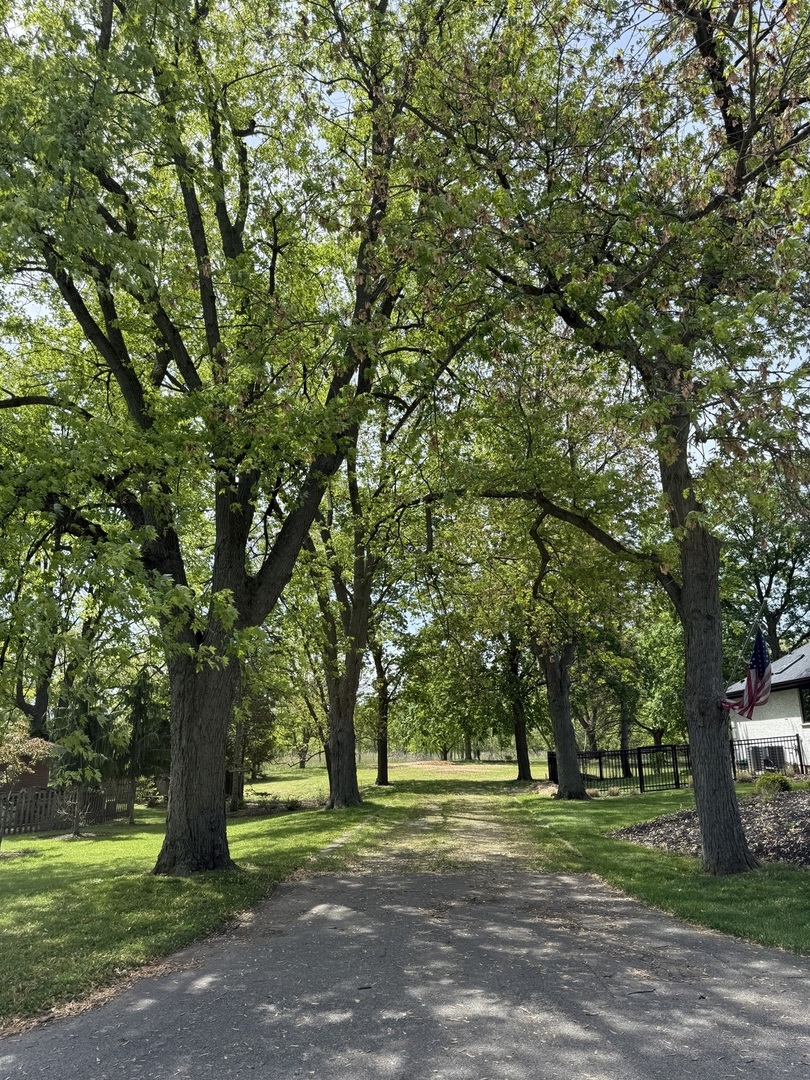 a big yard with large trees