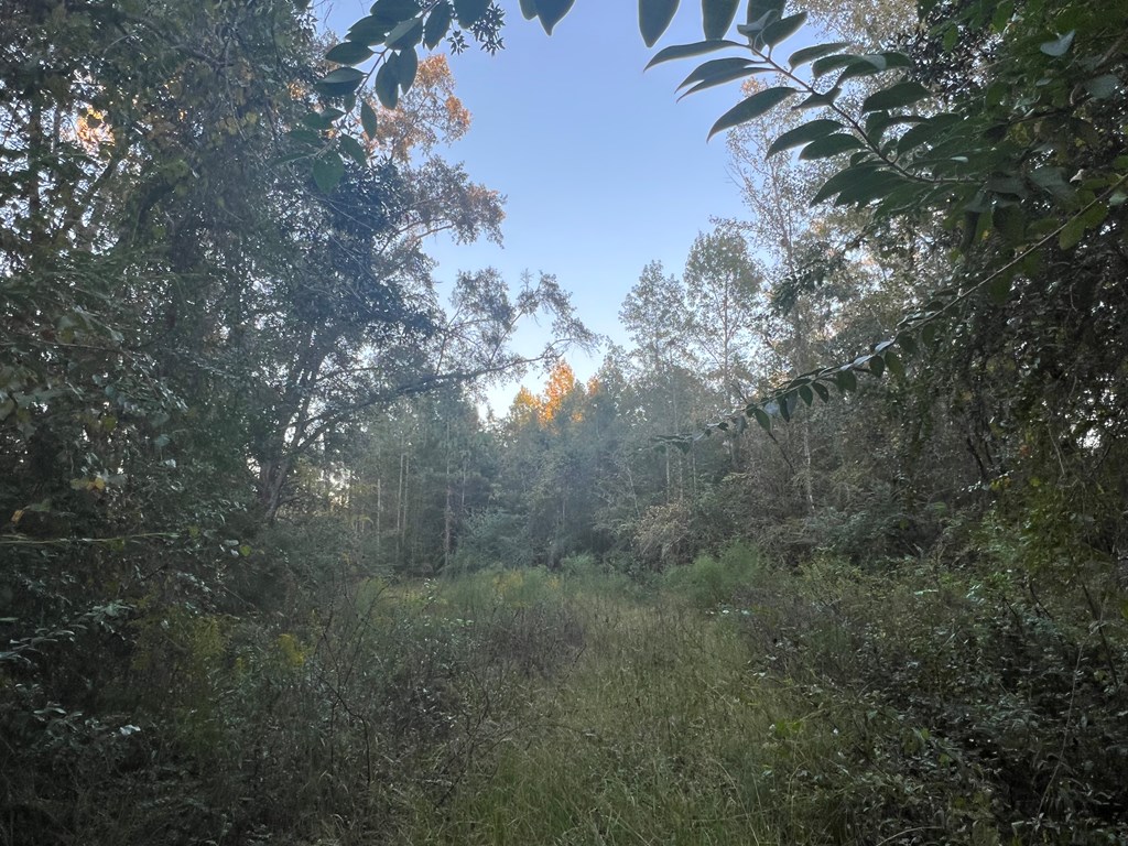 4151 Cotton Box Road Slocomb, AL 36375 - Photo 3 of 17
