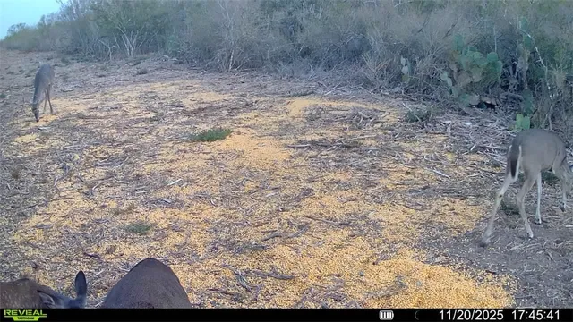 a view of backyard with green space