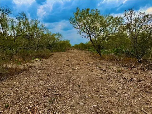 a view of a yard with plants and large trees