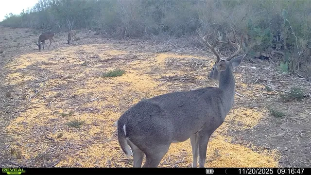 a view of a bunch of plants and trees