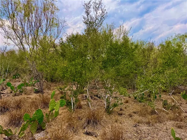 a view of a dry yard