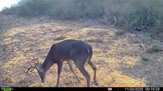 a view of a garden with a plant