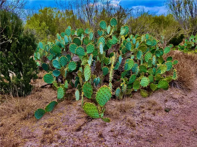 a view of outdoor space