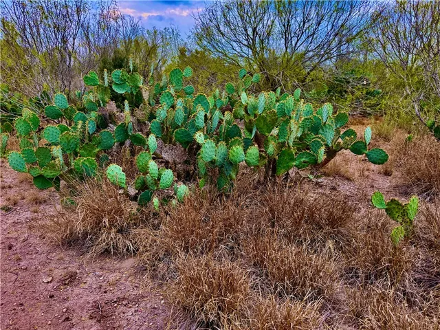 a view of a dry yard