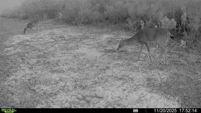 a view of a field with trees in the background