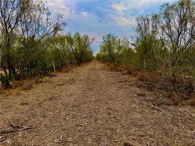 a view of a dry yard