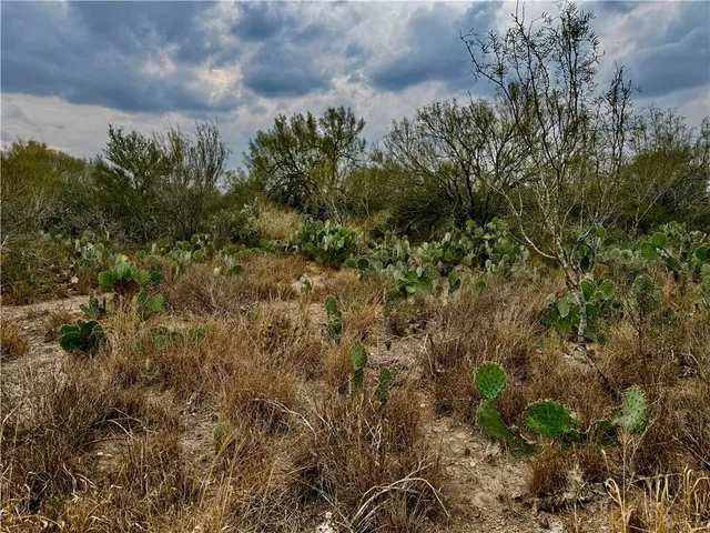 a view of a forest with a tree