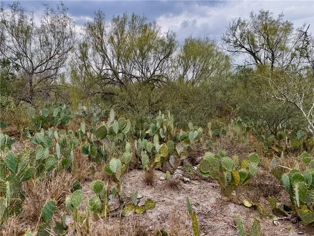 a view of a forest with a tree