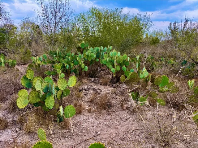 a view of a garden with a tree
