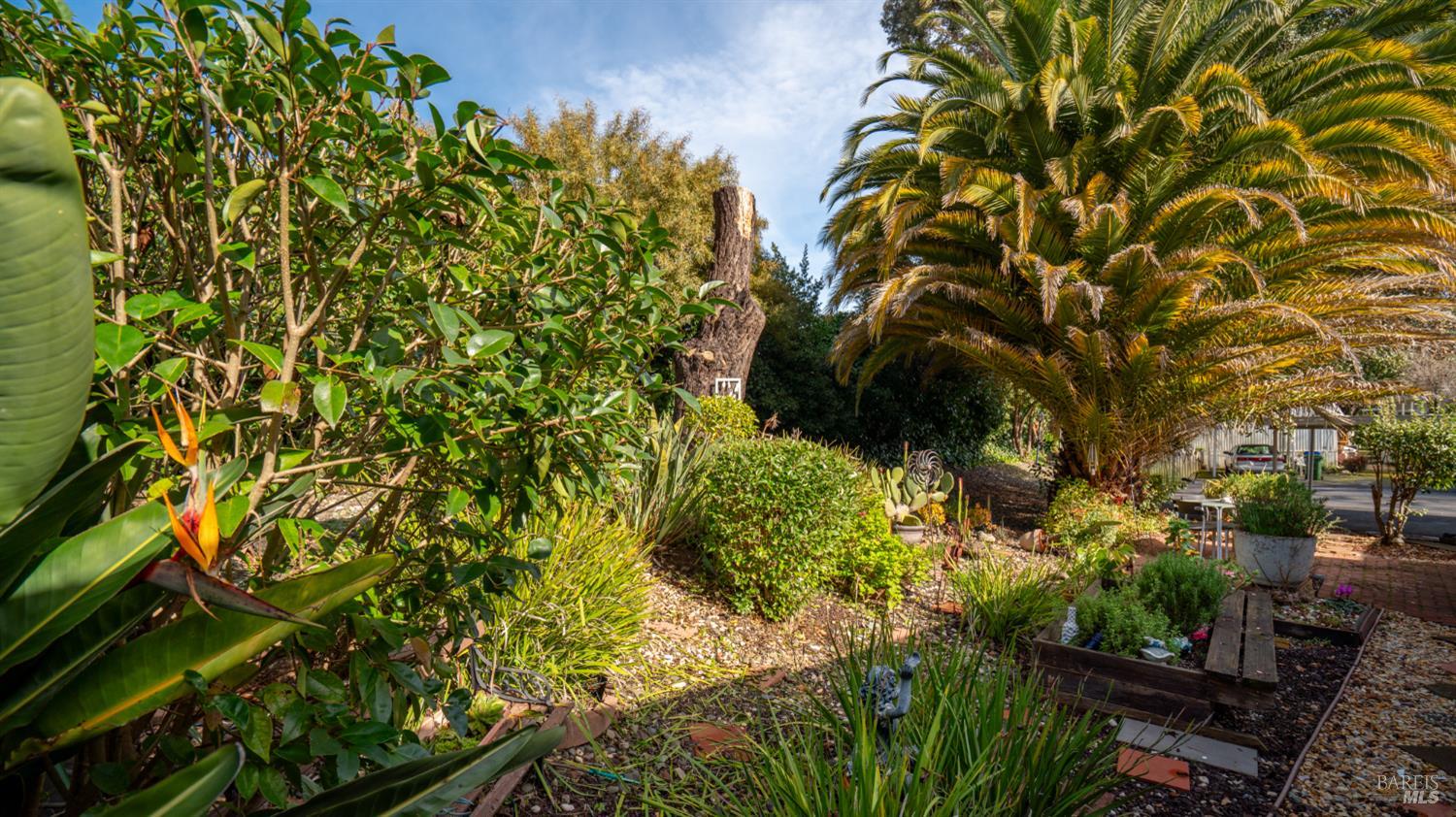 123 Ensenada Drive Novato, CA 94949 - Photo 37 of 42 Birds of Paradise are among many plants in the garden