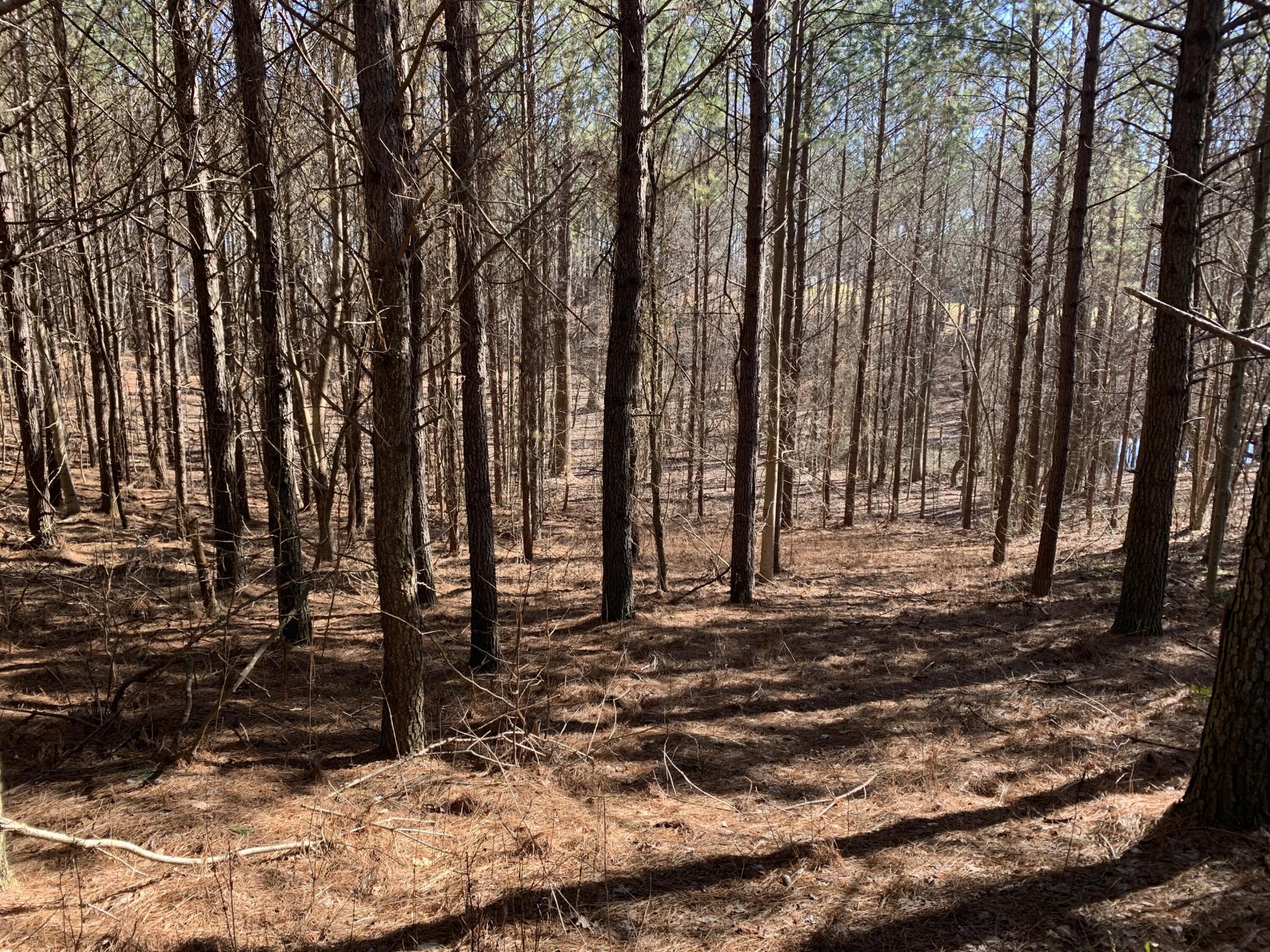 3261 Crockett Pointe Jasper, TN 37347 - Photo 5 of 31 a backyard of a house with lots of green space