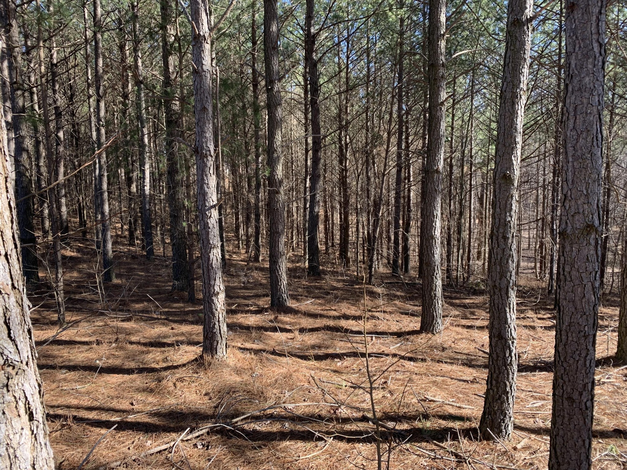 3261 Crockett Pointe Jasper, TN 37347 - Photo 6 of 31 a view of a backyard of the house