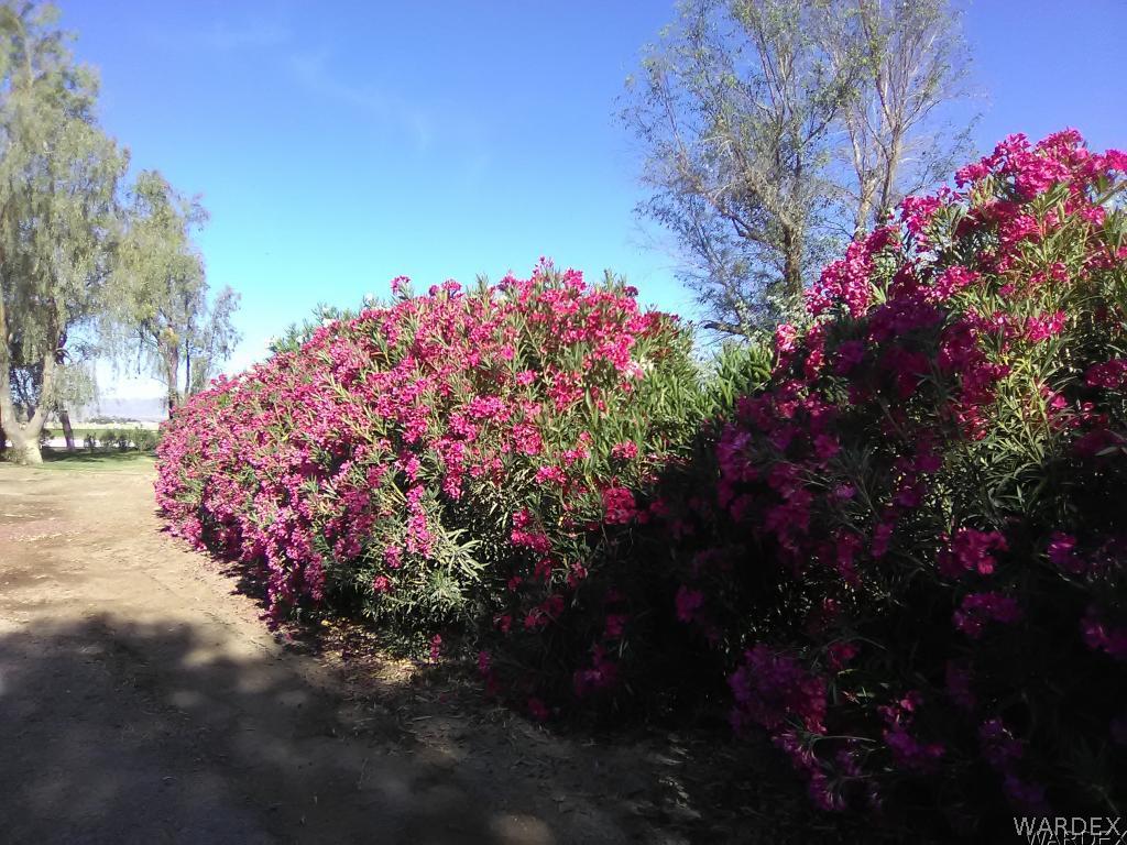8485 Boundary Peak Road Mohave Valley, AZ 86440 - Photo 17 of 40 a picture of flowers