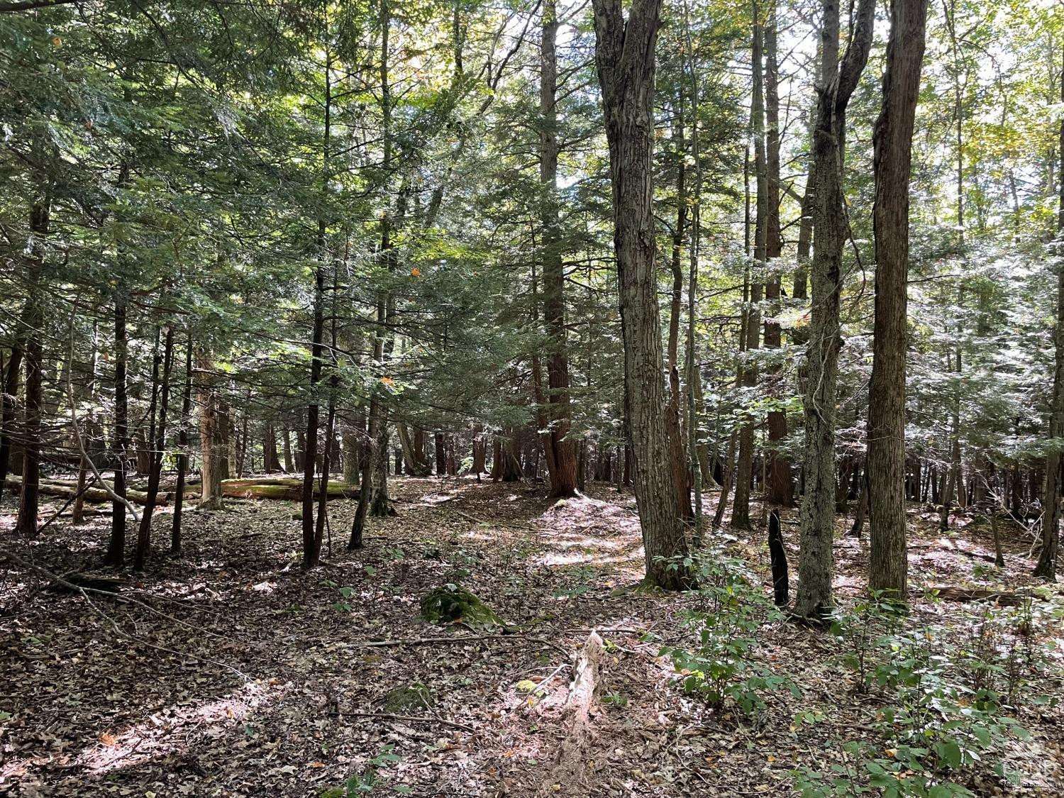 70 Begley Road Windham, NY 12496 - Photo 4 of 17 a view of a forest filled with trees