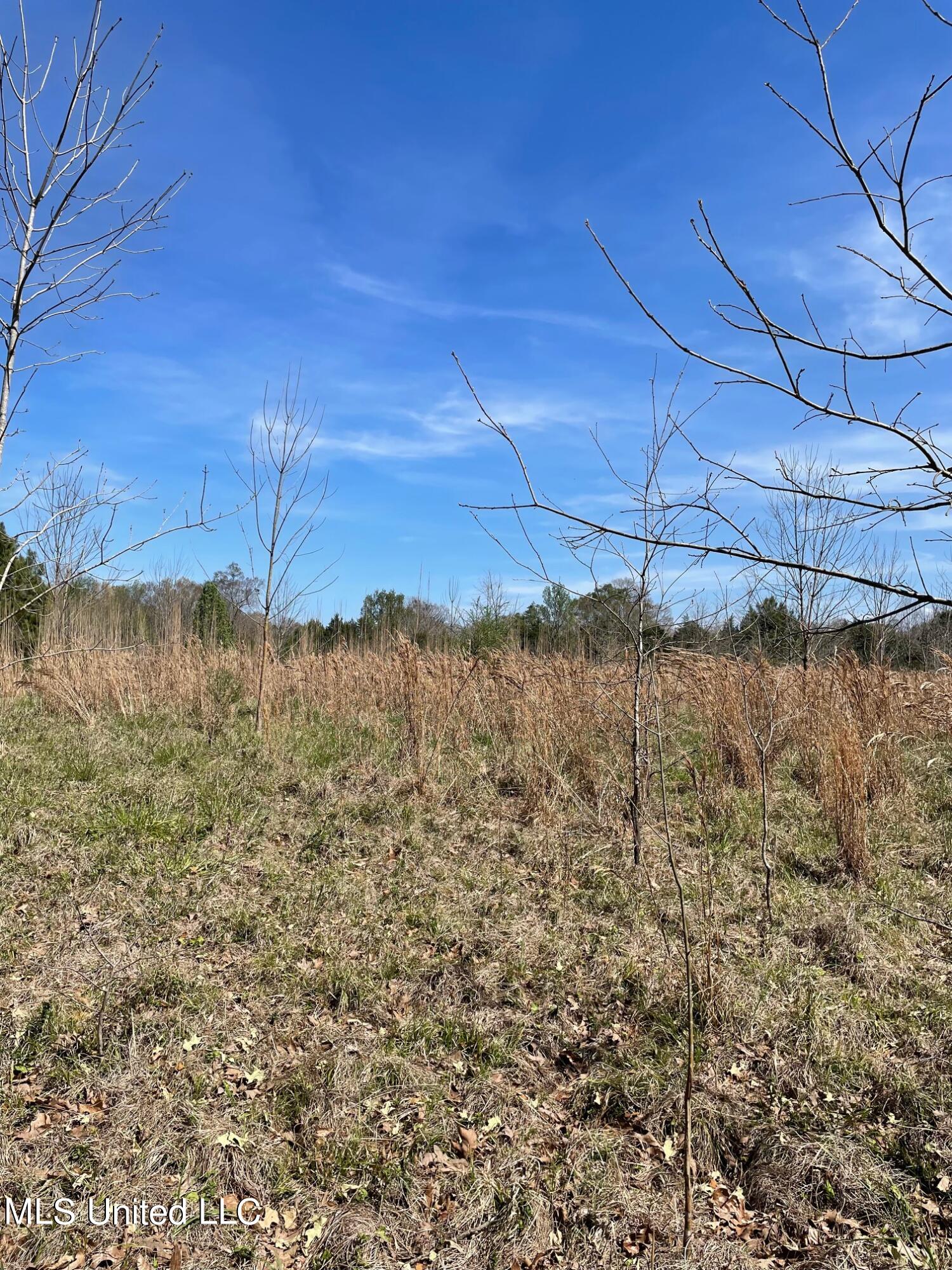 626 Haynes Chapel Road Pelahatchie, MS 39145 - Photo 15 of 18 IMG_1904