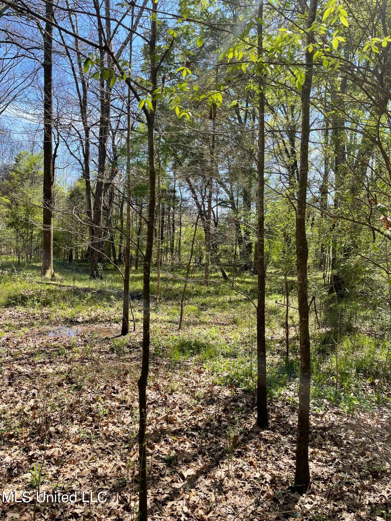 626 Haynes Chapel Road Pelahatchie, MS 39145 - Photo 18 of 18 IMG_1913