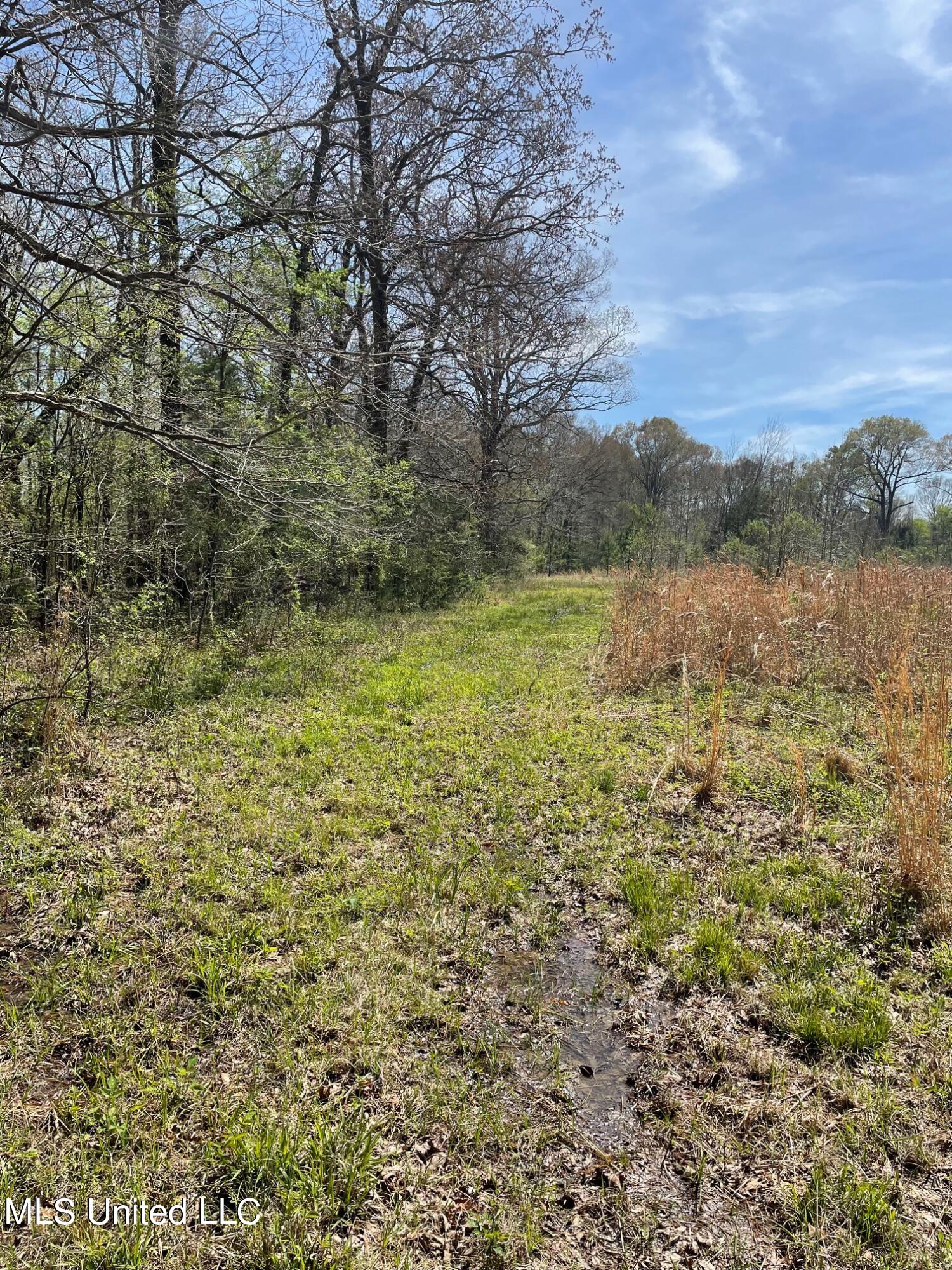 626 Haynes Chapel Road Pelahatchie, MS 39145 - Photo 6 of 18 IMG_1894