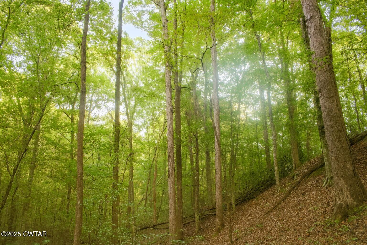0 Sain Road Bolivar, TN 38008 - Photo 13 of 20 a view of a yard and trees