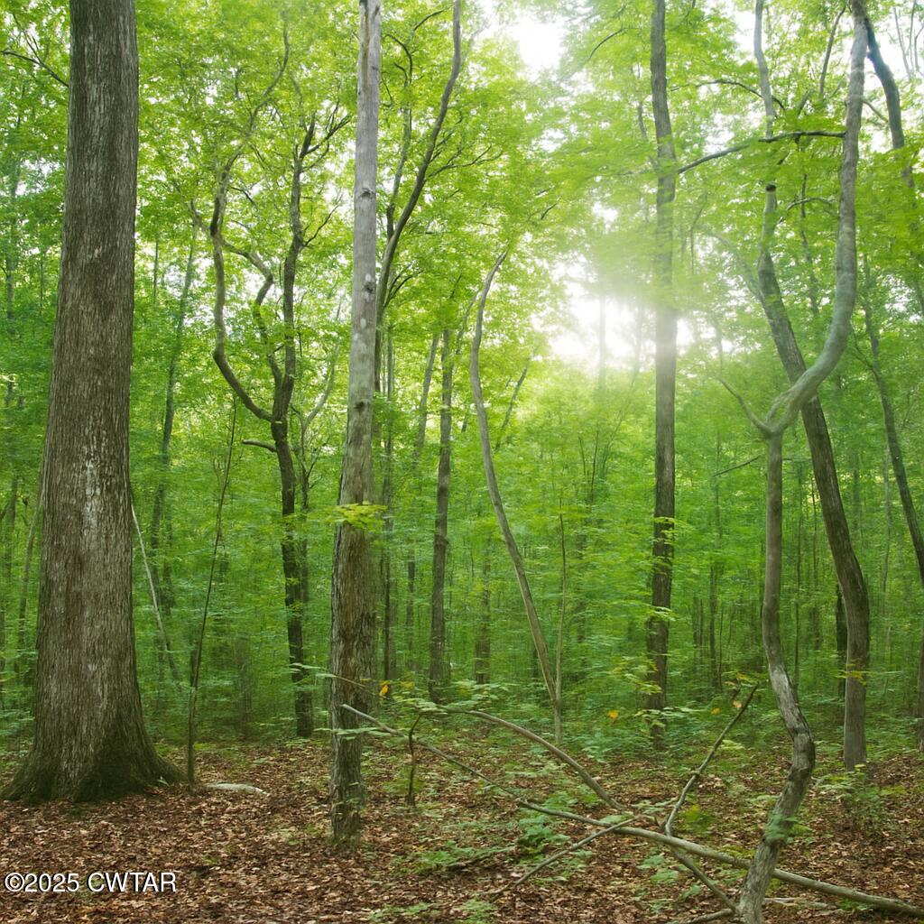 0 Sain Road Bolivar, TN 38008 - Photo 14 of 20 a view of lush green forest