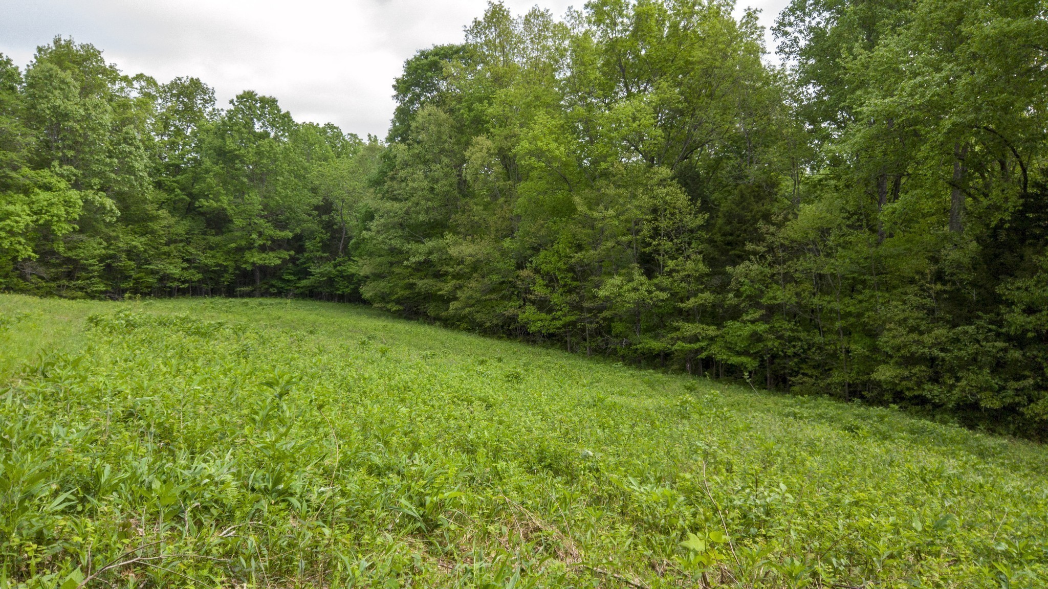 0 Murphy Hollow Road Vanleer, TN 37181 - Photo 4 of 5 Gallery Image 4