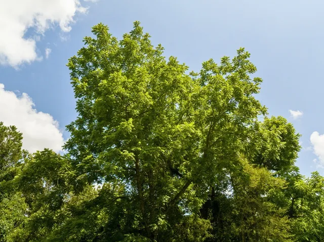 a backyard of a house with lots of green space