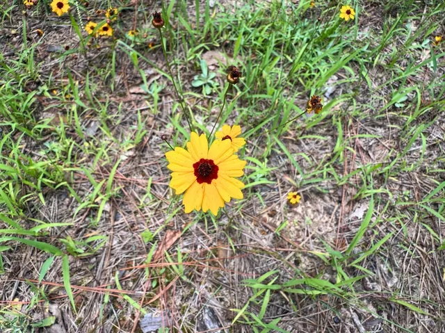 a view of a tree in a garden