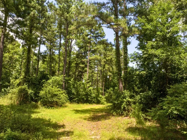 a view of residential tree