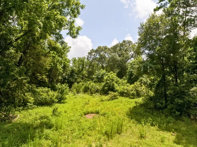 a view of a big yard with plants and large trees