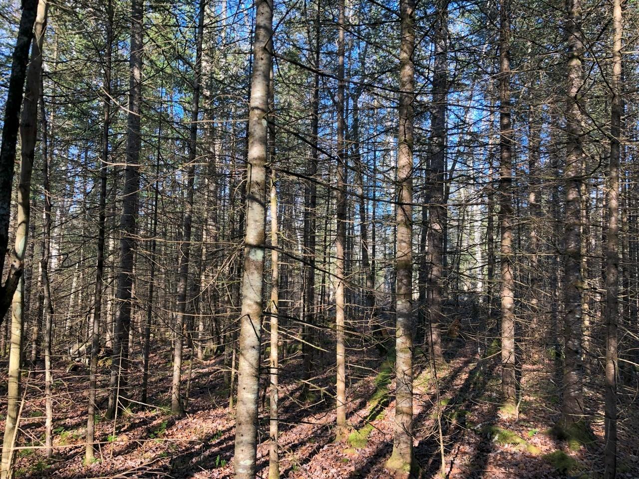 Off East Bay Road, Unit LOT 5 Presque Isle, WI 54557 - Photo 15 of 29 Gallery Image 15
