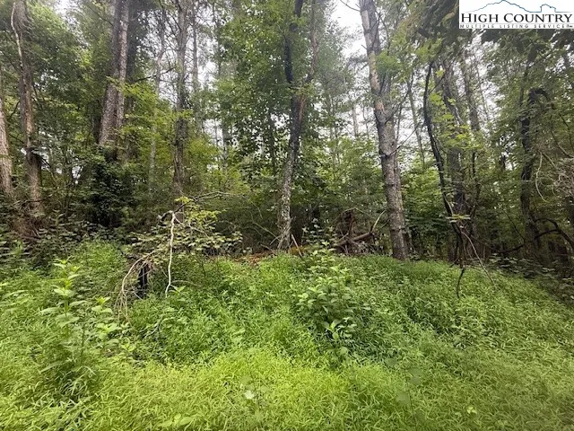 a view of a lush green forest