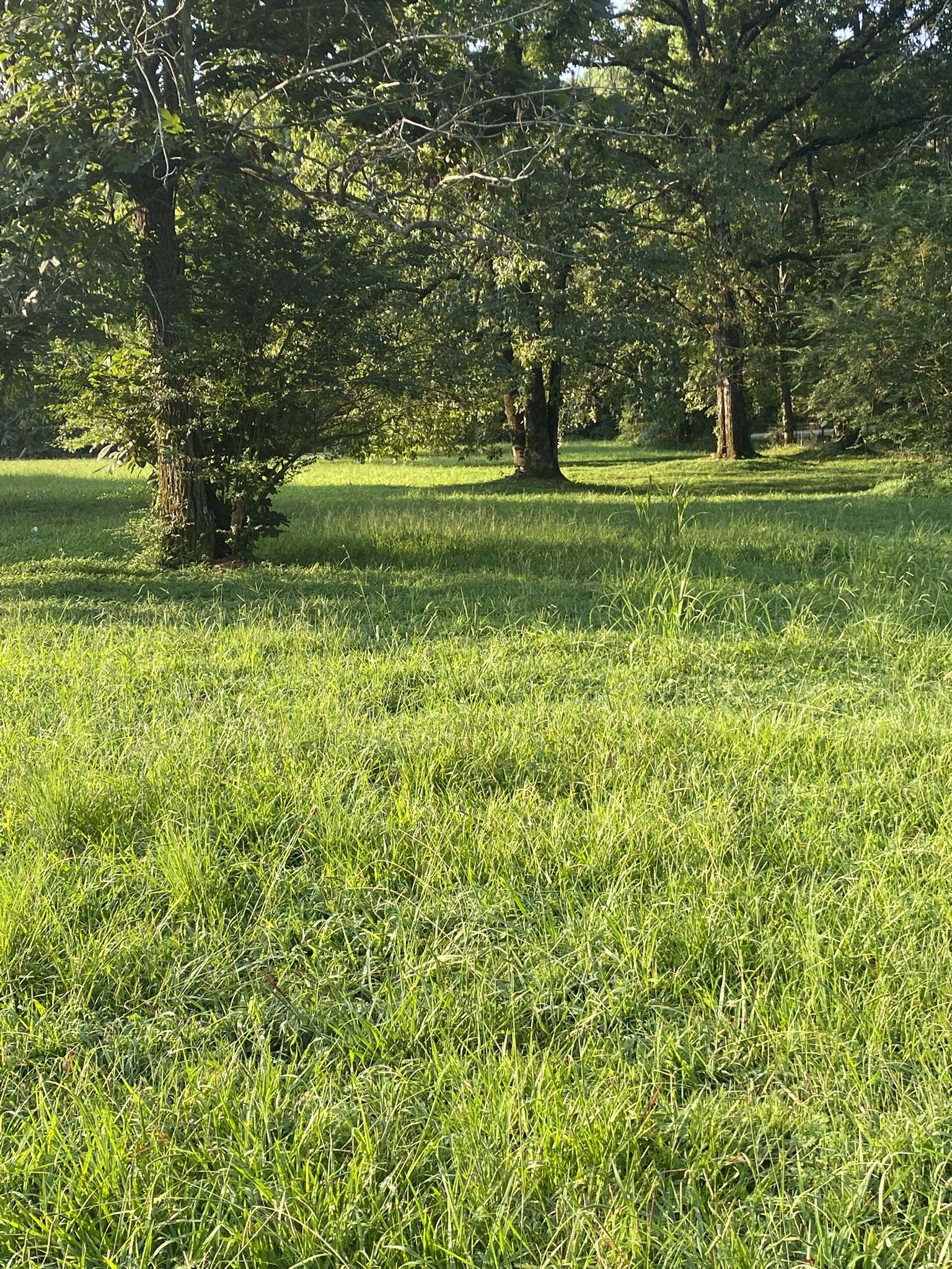 972 Fall River Road Goodspring, TN 38460 - Photo 17 of 31 a big yard with lots of green space and trees in the background