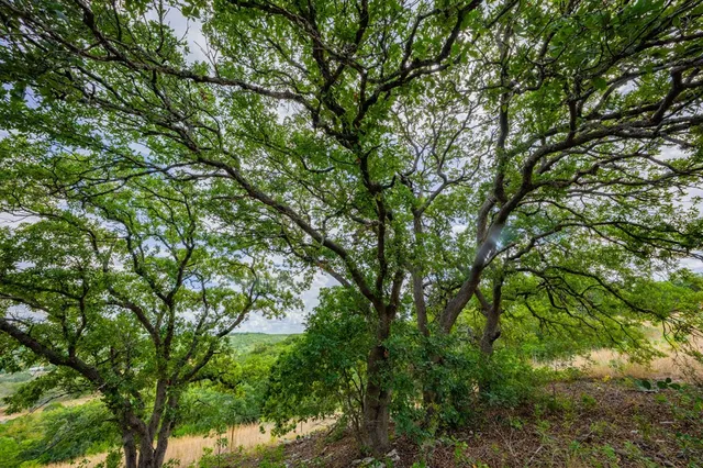 a backyard of a house with lots of trees