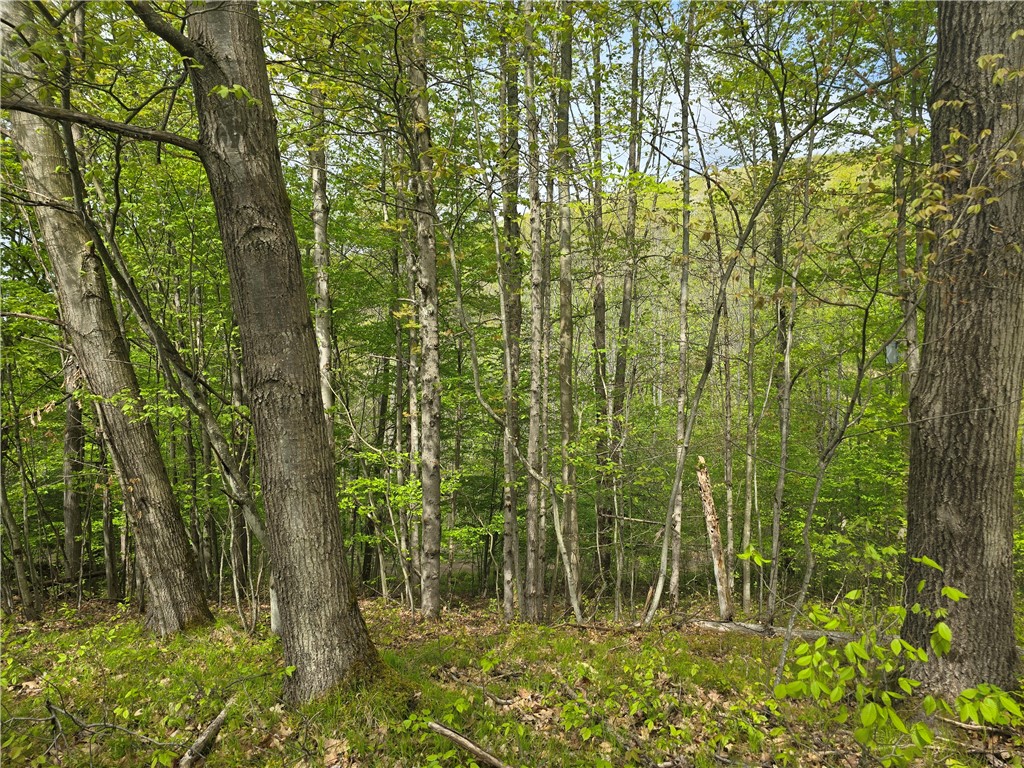 0 Ruttin Road Scio, NY 14880 - Photo 7 of 29