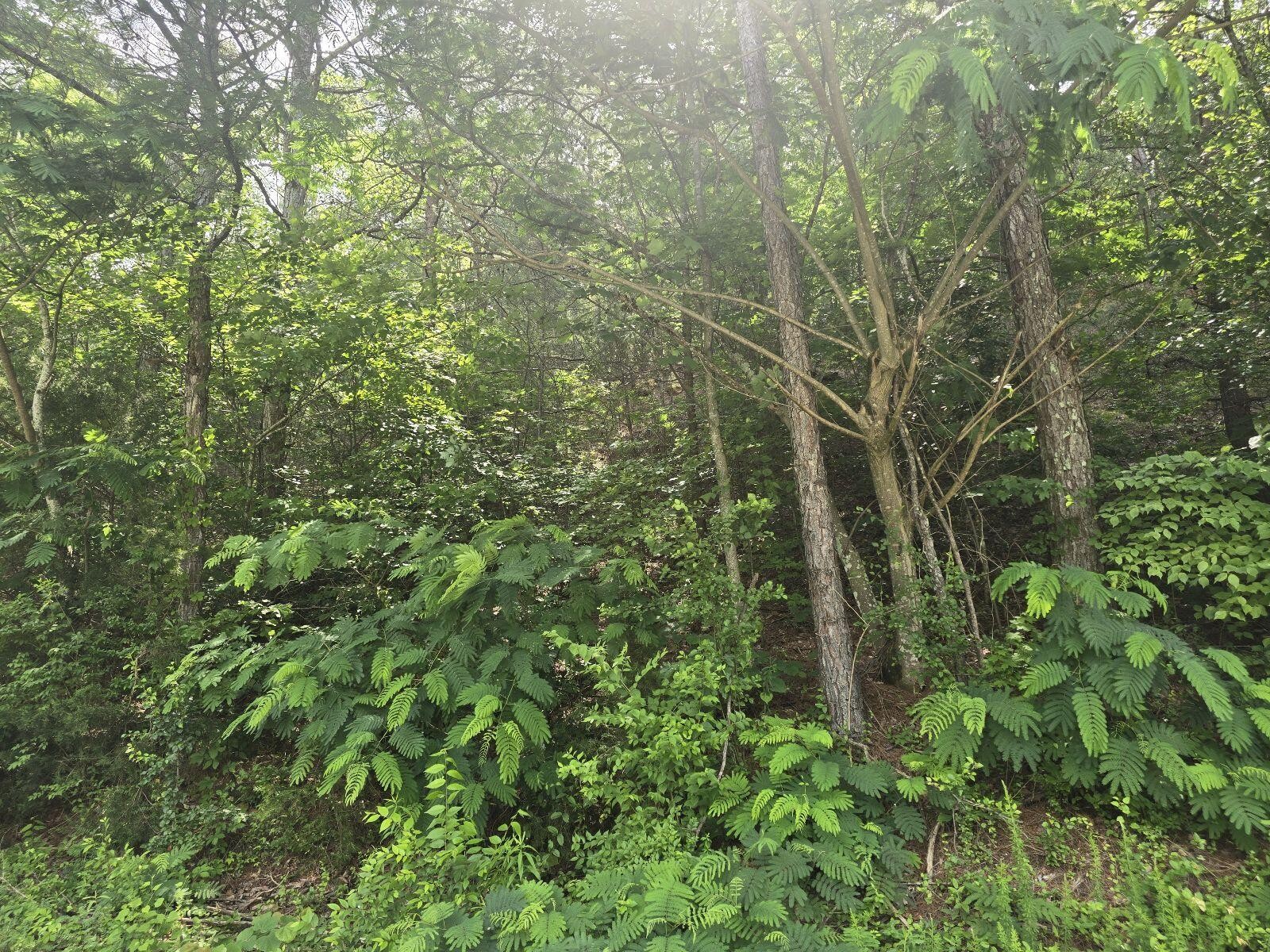 3312 Ridgeway Drive Cleveland, TN 37312 - Photo 5 of 5 a view of a forest with lots of trees