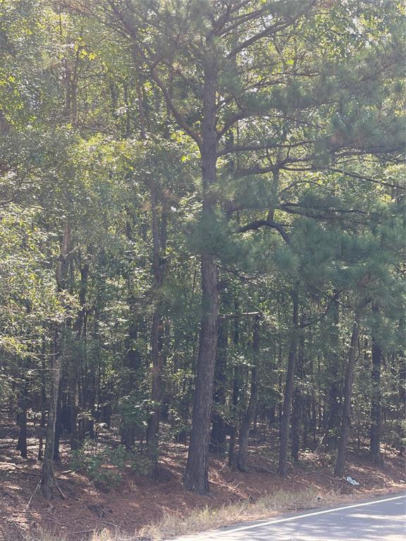 a view of a forest that has large trees