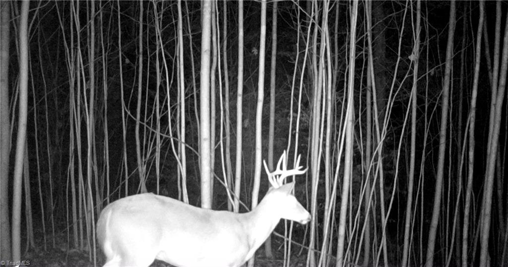 347 Wray Road Stoneville, NC 27048 - Photo 37 of 43 Wildlife