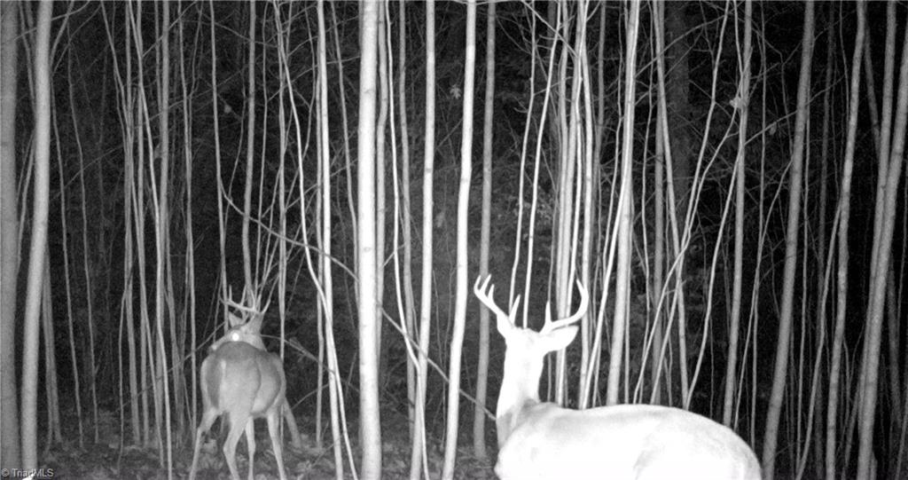 347 Wray Road Stoneville, NC 27048 - Photo 38 of 43