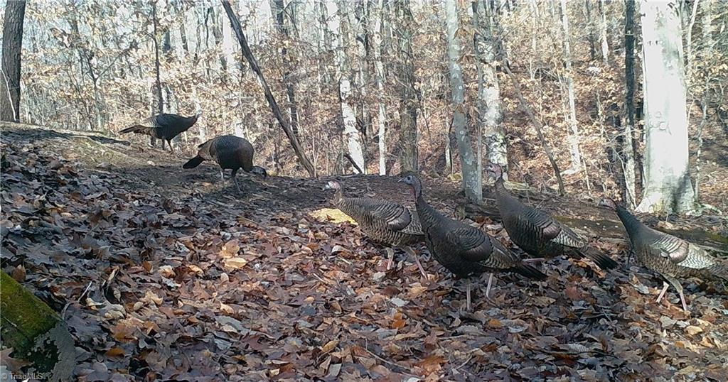 347 Wray Road Stoneville, NC 27048 - Photo 39 of 43