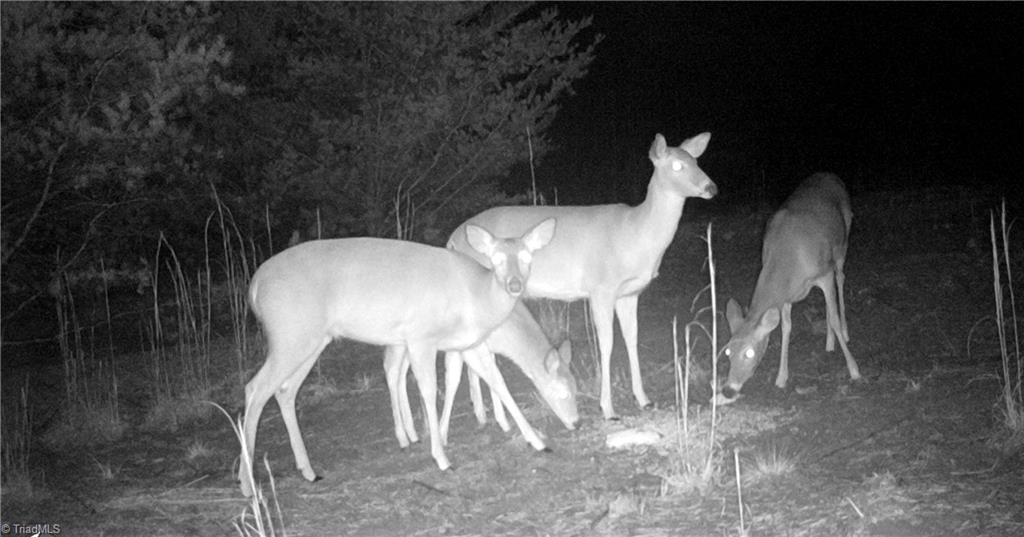 347 Wray Road Stoneville, NC 27048 - Photo 40 of 43