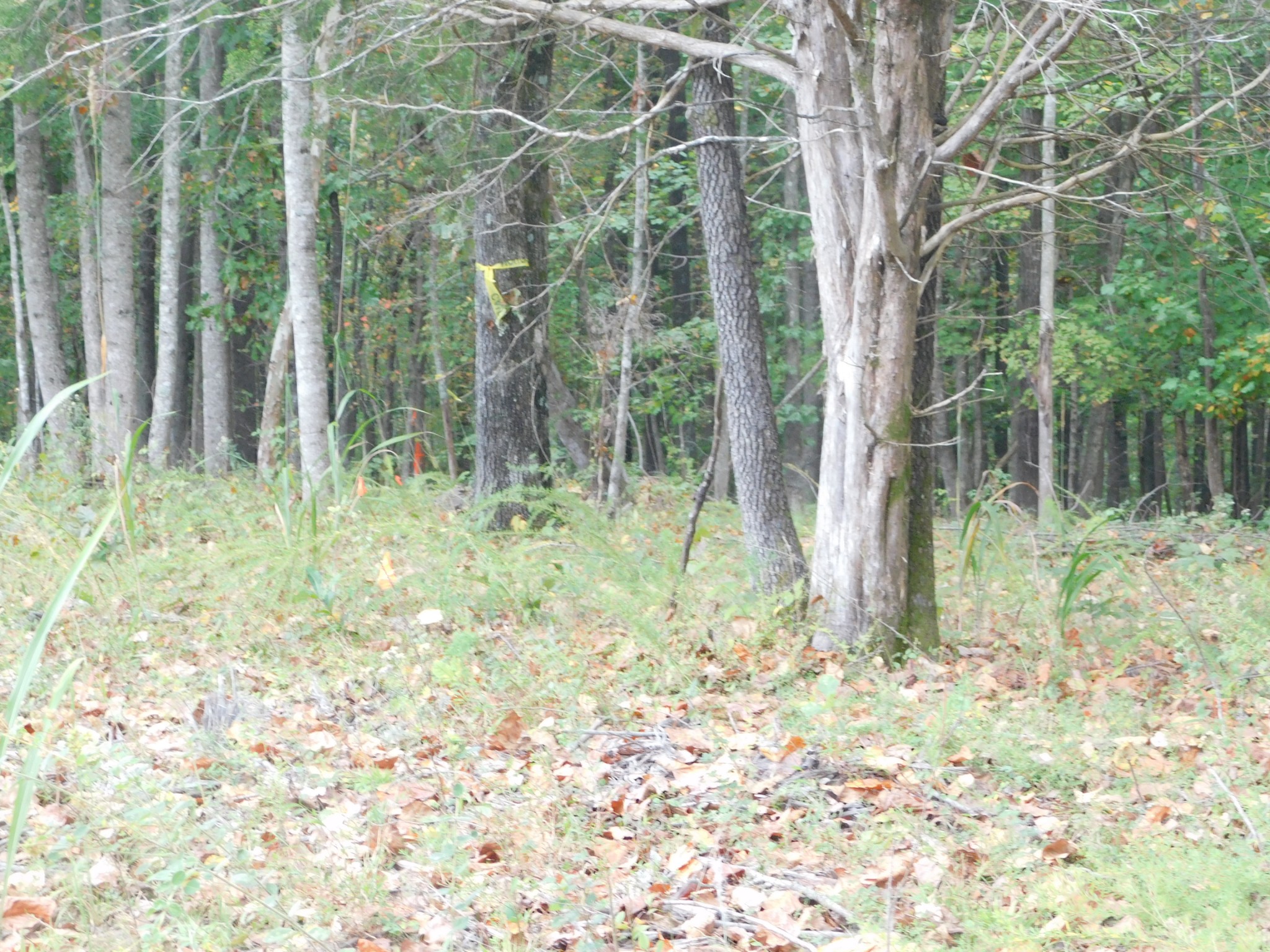 367 Keytown Road Portland, TN 37148 - Photo 33 of 59 Gallery Image 33