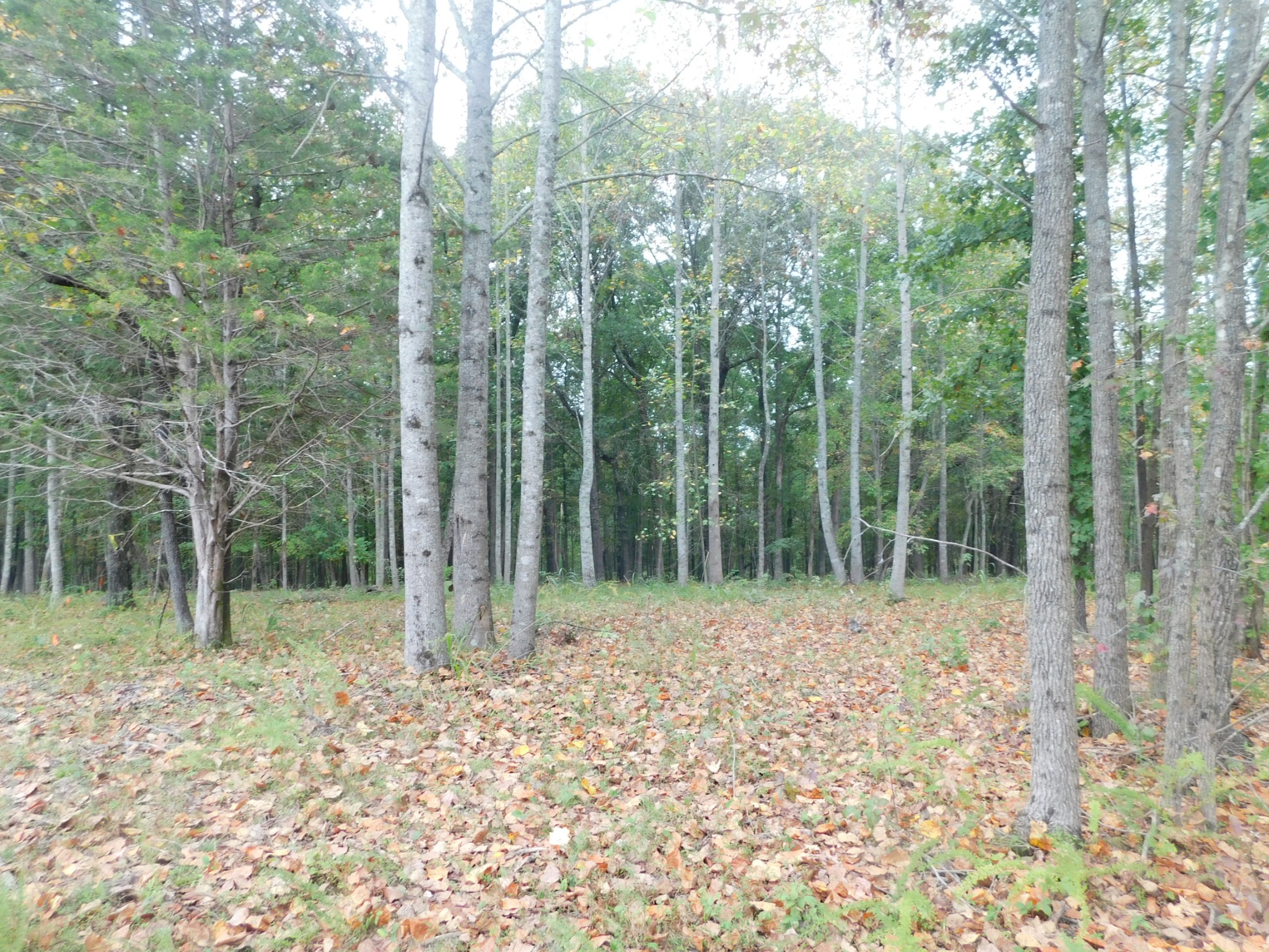 367 Keytown Road Portland, TN 37148 - Photo 37 of 59 Gallery Image 37