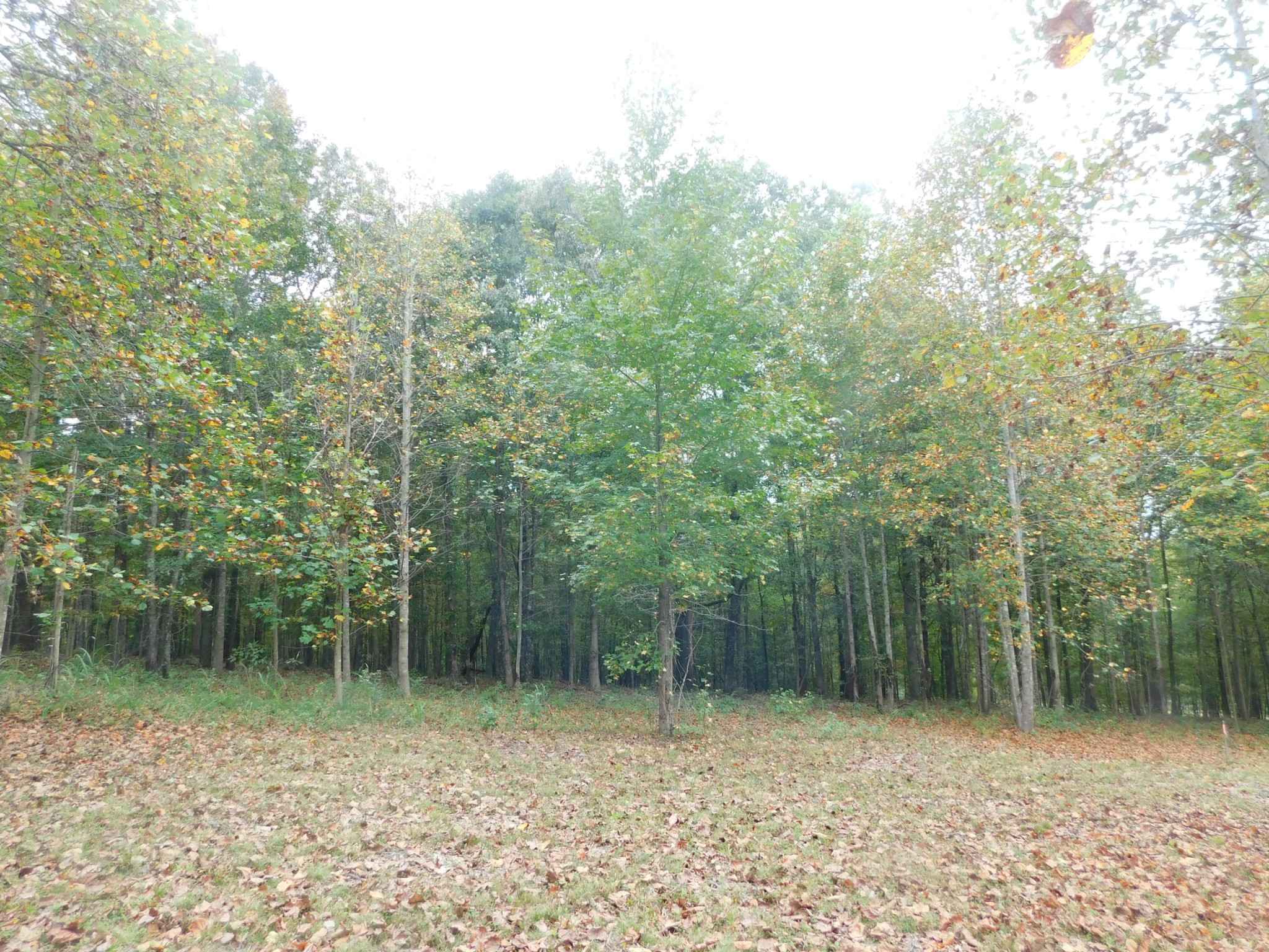 367 Keytown Road Portland, TN 37148 - Photo 40 of 59 Gallery Image 40